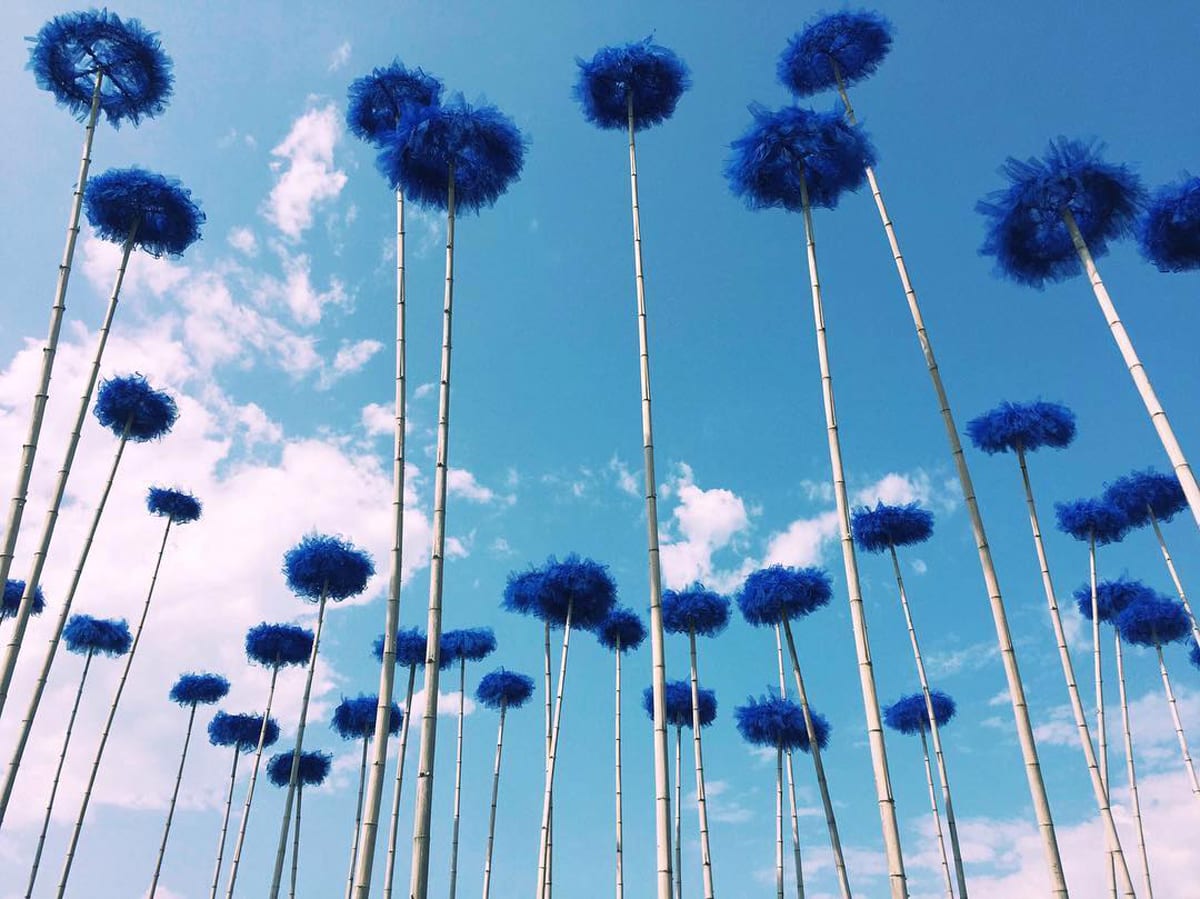 Blue Fennel — 1