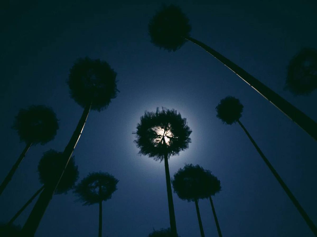 Blue Fennel — 2