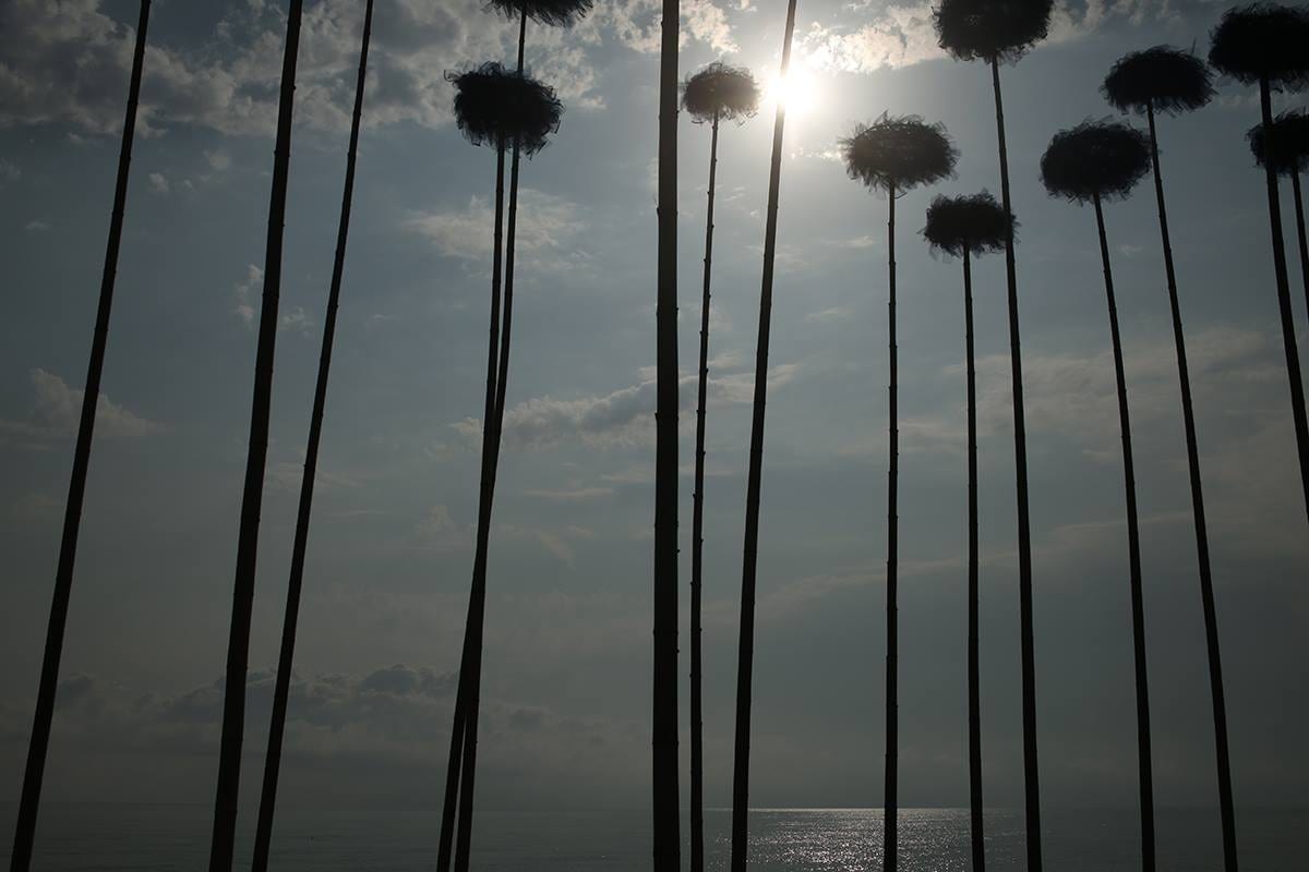 Blue Fennel — 3