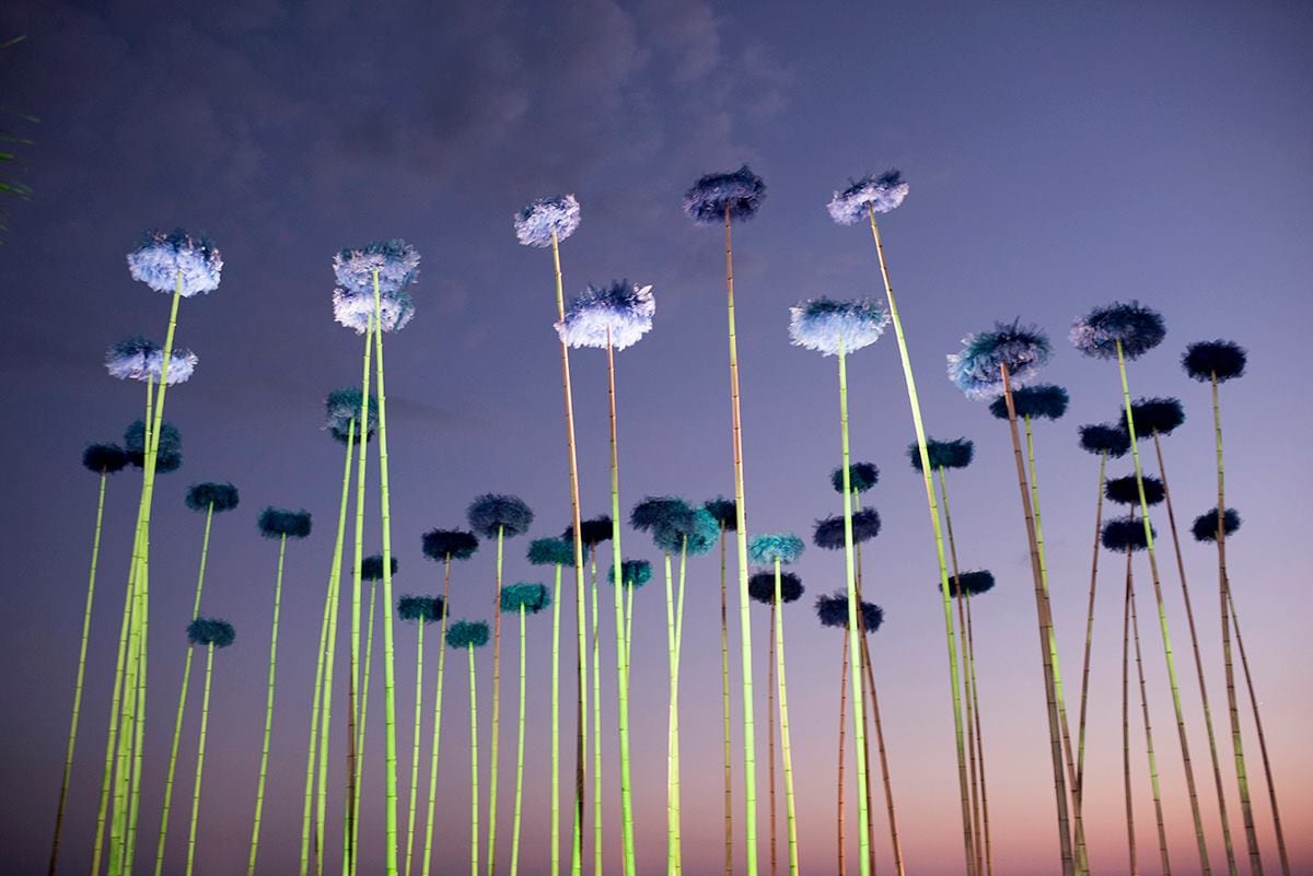 Blue Fennel — 6