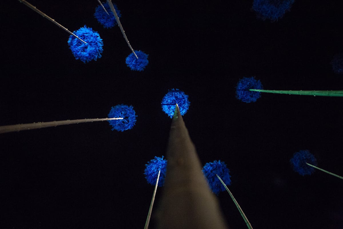 Blue Fennel — 8