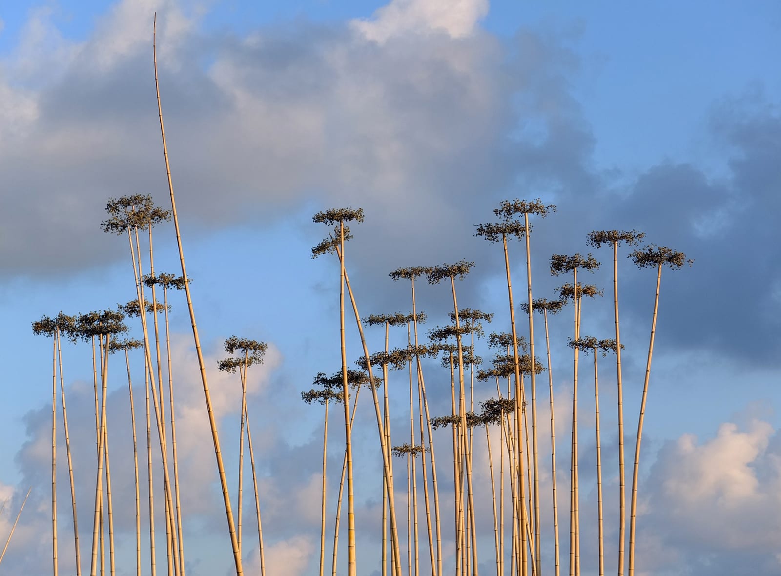 Fennel — 1