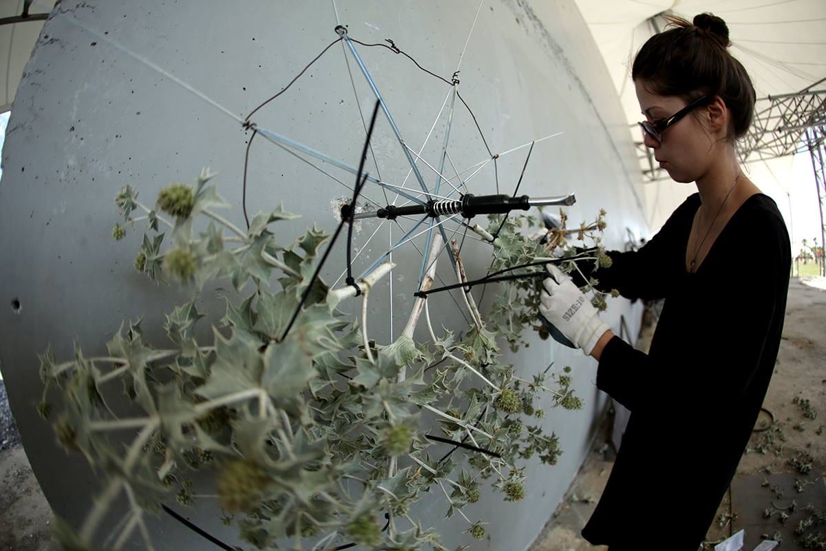 Fennel — 6