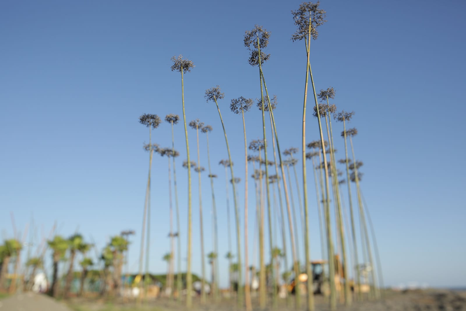 Fennel — 10