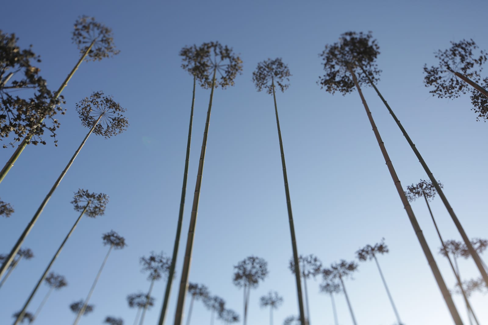 Fennel — 11